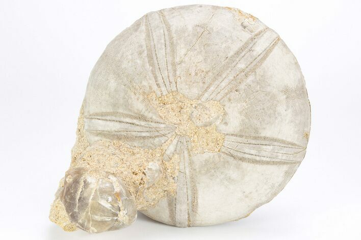 Jurassic Sea Urchin (Clypeus) Fossil - England #216923